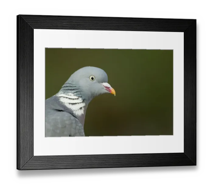 Framed Print : Wood Pigeon (Columba palumbus) adult, close-up of head, Essex, England, april