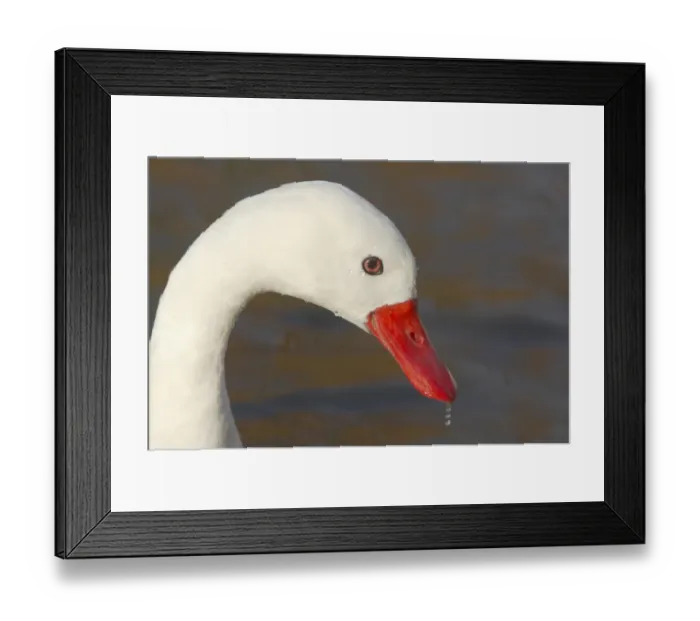 Framed Print : Coscoroba Swan (Coscoroba coscoroba) adult, close-up of head, Slimbridge W. W. T. (captive) Framed Print : Coscoroba Swan (Coscoroba coscoroba) adult, close-up of head, Slimbridge W. W. T. (captive)
