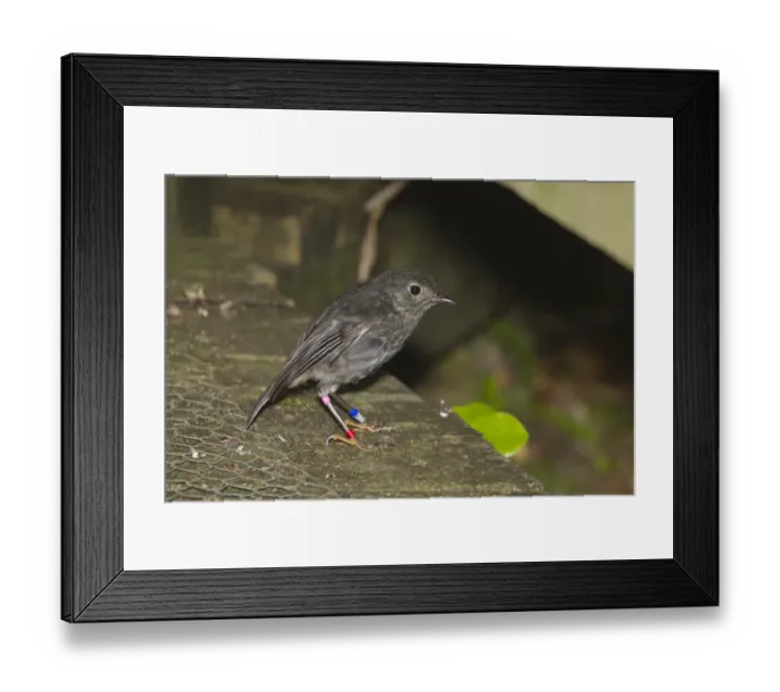 Framed Print : North Island Robin (Petroica longipes) adult, wearing leg rings, Tiritiri Matangi Island, Hauraki Gulf, North Island, New Zealand, november Framed Print : North Island Robin (Petroica longipes) adult, wearing leg rings, Tiritiri Matangi Island, Hauraki Gulf, North Island, New Zealand, november
