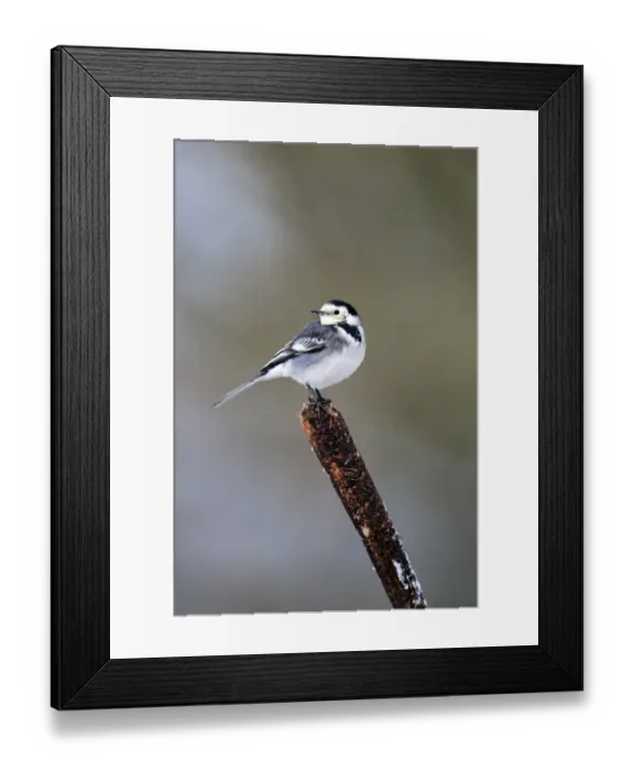 Framed Print : Pied Wagtail (Motacilla alba yarrellii) adult female, perched on reedmace in snow, Midlands, England, december