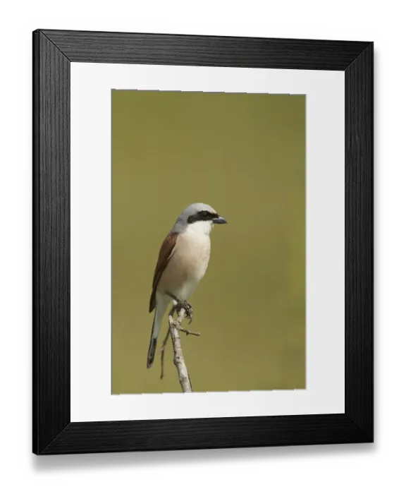 Framed Print : Red-backed Shrike (Lanius collurio) adult male, perched on twig, Bulgaria Framed Print : Red-backed Shrike (Lanius collurio) adult male, perched on twig, Bulgaria