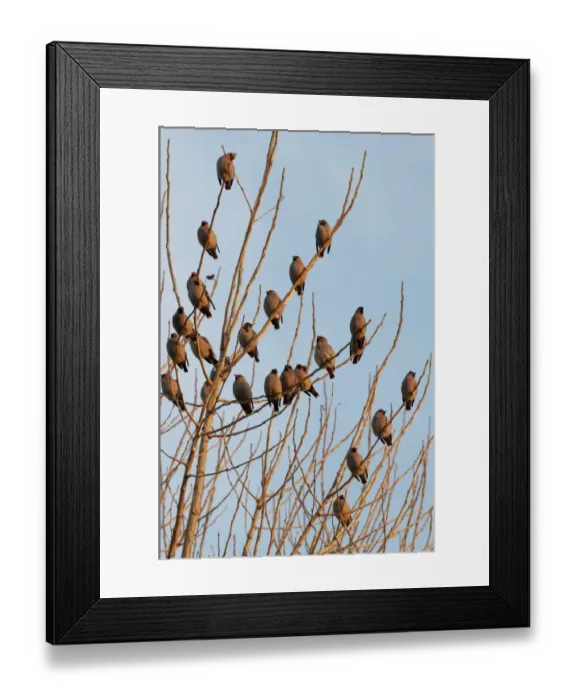 Framed Print : Bohemian Waxwing (Bombycilla garrulus) flock, perched in tree, in late evening sunlight, Kent, England, december Framed Print : Bohemian Waxwing (Bombycilla garrulus) flock, perched in tree, in late evening sunlight, Kent, England, december