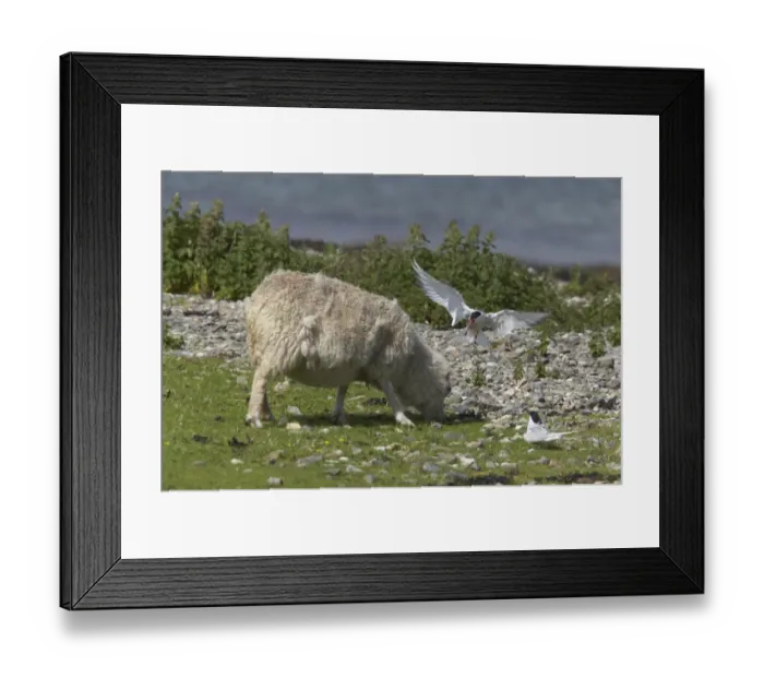 Framed Print : Arctic Tern (Sterna paradisea) adult, aggressive display to domestic sheep near nestsite, Mainland, Shetland Islands, Scotland Framed Print : Arctic Tern (Sterna paradisea) adult, aggressive display to domestic sheep near nestsite, Mainland, Shetland Islands, Scotland