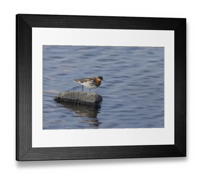 Framed Print : Red-necked Phalarope (Phalaropus lobatus) adult female, watching insects in flight, walking on rock in water, Loch Funzie, Fetlar, Shetland Islands, Scotland Framed Print : Red-necked Phalarope (Phalaropus lobatus) adult female, watching insects in flight, walking on rock in water, Loch Funzie, Fetlar, Shetland Islands, Scotland