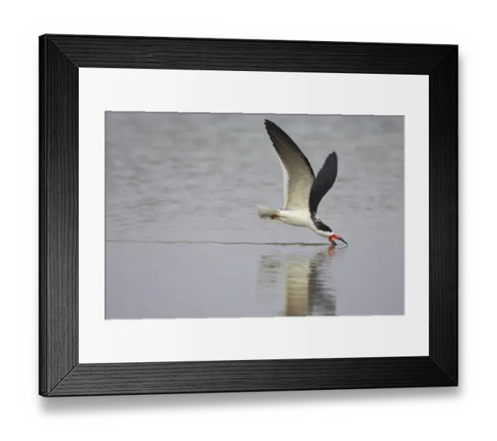 Framed Print : Black Skimmer (Rynchops niger) adult, in flight, feeding by skimming surface of water, Fort de Soto, Florida, U. S. A Framed Print : Black Skimmer (Rynchops niger) adult, in flight, feeding by skimming surface of water, Fort de Soto, Florida, U. S. A