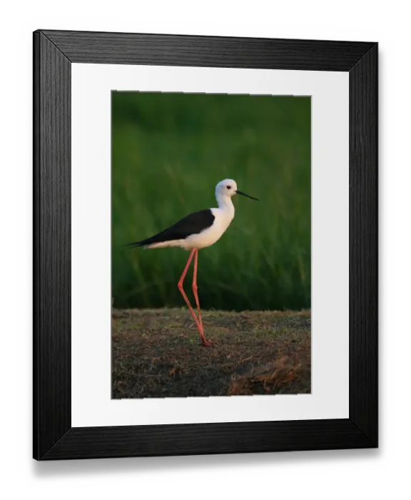 Framed Print : Black-winged Stilt (Himantopus himantopus) adult male, standing on bank, Thailand, february Framed Print : Black-winged Stilt (Himantopus himantopus) adult male, standing on bank, Thailand, february