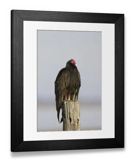 Framed Print : Turkey Vulture (Cathartes aura) adult, standing on post, Lake Kissimmee, Florida, U. S. A Framed Print : Turkey Vulture (Cathartes aura) adult, standing on post, Lake Kissimmee, Florida, U. S. A