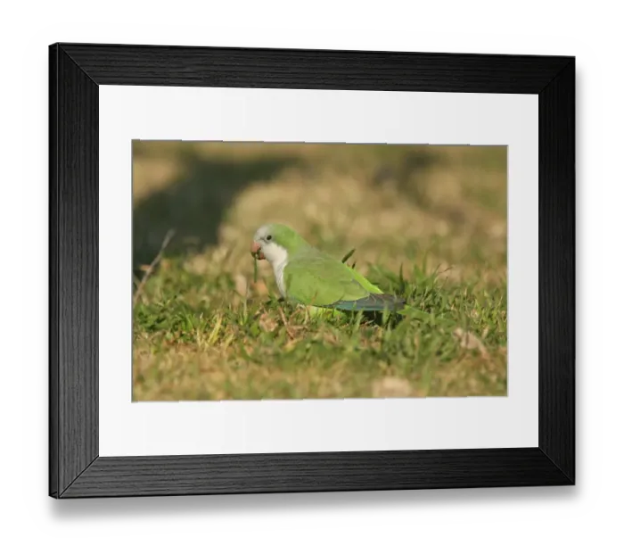 Framed Print : Monk Parakeet (Myiositta monachus) adult, feeding on ground, Vicente Lopez, Buenos Aires Province, Argentina, july Framed Print : Monk Parakeet (Myiositta monachus) adult, feeding on ground, Vicente Lopez, Buenos Aires Province, Argentina, july