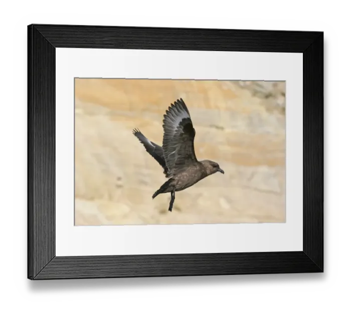Framed Print : Antarctic Skua (Catharacta antarctica) adult, in flight, New Island, Falkland Islands, november Framed Print : Antarctic Skua (Catharacta antarctica) adult, in flight, New Island, Falkland Islands, november