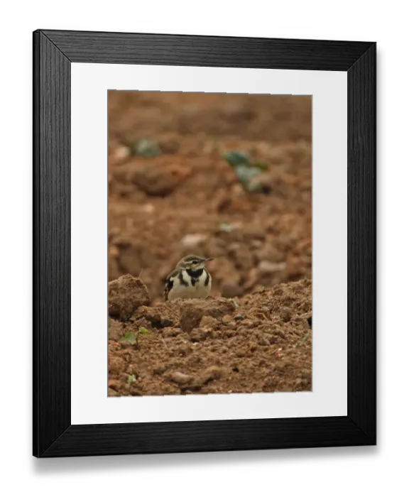 Framed Print : Forest Wagtail (Dendronanthus indicus) adult, sitting in arable field, Beidaihe, Hebei, China, may Framed Print : Forest Wagtail (Dendronanthus indicus) adult, sitting in arable field, Beidaihe, Hebei, China, may