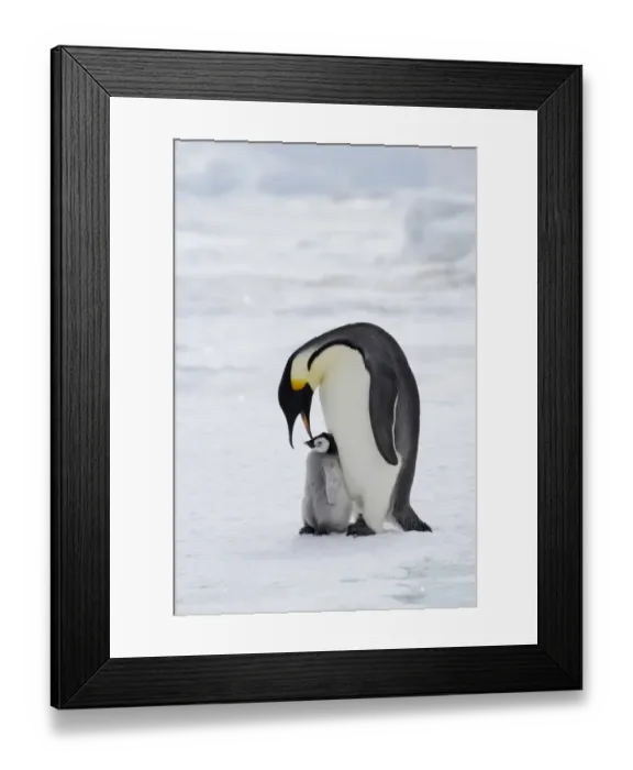 Framed Print : Emperor Penguin (Aptenodytes forsteri) adult with young chick, standing on ice, Snow Hill Island, Weddell Sea, Antarctica Framed Print : Emperor Penguin (Aptenodytes forsteri) adult with young chick, standing on ice, Snow Hill Island, Weddell Sea, Antarctica