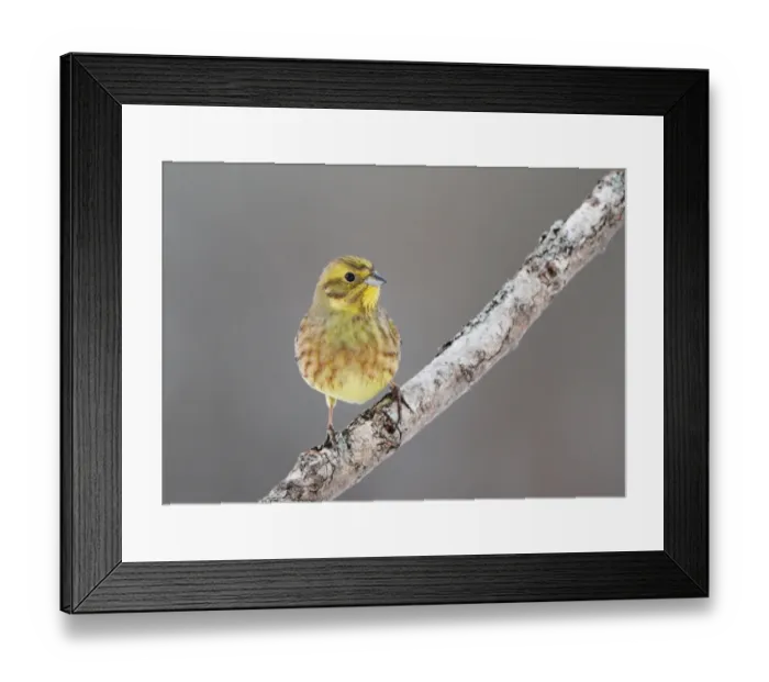 Framed Print : Yellowhammer (Emberiza citrinella) adult male, perched on branch, Sweden, january Framed Print : Yellowhammer (Emberiza citrinella) adult male, perched on branch, Sweden, january