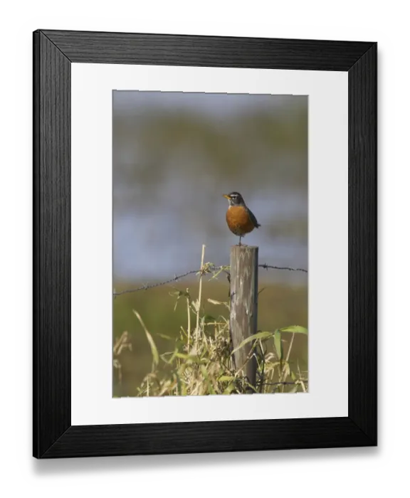 Framed Print : American Robin (Turdus migratorius) adult male, perched on fencepost, Lake Kissimmee, Florida, U. S. A