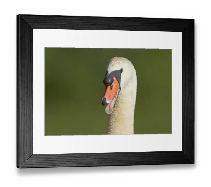 Framed Print : Mute Swan (Cygnus olor) adult male, hissing warning, close-up of head and neck, Lackford Lakes Nature Reserve, Suffolk, England, july Framed Print : Mute Swan (Cygnus olor) adult male, hissing warning, close-up of head and neck, Lackford Lakes Nature Reserve, Suffolk, England, july