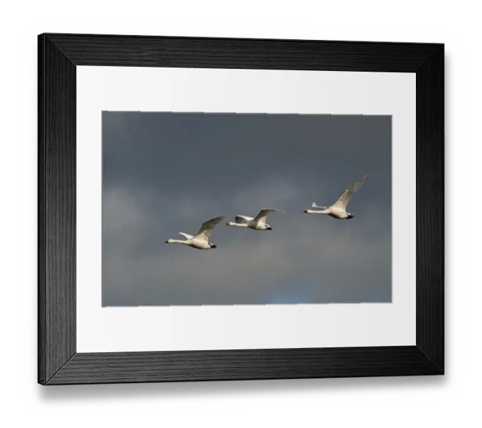 Framed Print : Bewick's Swan (Cygnus bewickii) three adults, in flight against stormy sky, Slimbridge, Gloucestershire, England, february