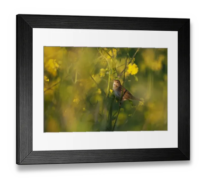Framed Print : Grasshopper Warbler (Locustella naevia) adult, singing, perched on stem in evening sunlight, Norfolk, England, may Framed Print : Grasshopper Warbler (Locustella naevia) adult, singing, perched on stem in evening sunlight, Norfolk, England, may