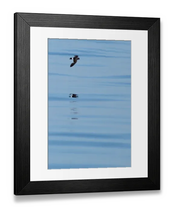 Framed Print : European Storm-petrel (Hydrobates pelagicus) adult, in flight over sea, Algarve, Portugal, october Framed Print : European Storm-petrel (Hydrobates pelagicus) adult, in flight over sea, Algarve, Portugal, october