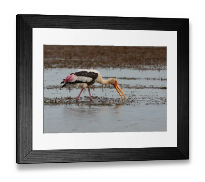 Framed Print : Painted Stork (Mycteria leucocephala) adult, feeding, wading in marsh, Bundala N. P. Sri Lanka, december Framed Print : Painted Stork (Mycteria leucocephala) adult, feeding, wading in marsh, Bundala N. P. Sri Lanka, december