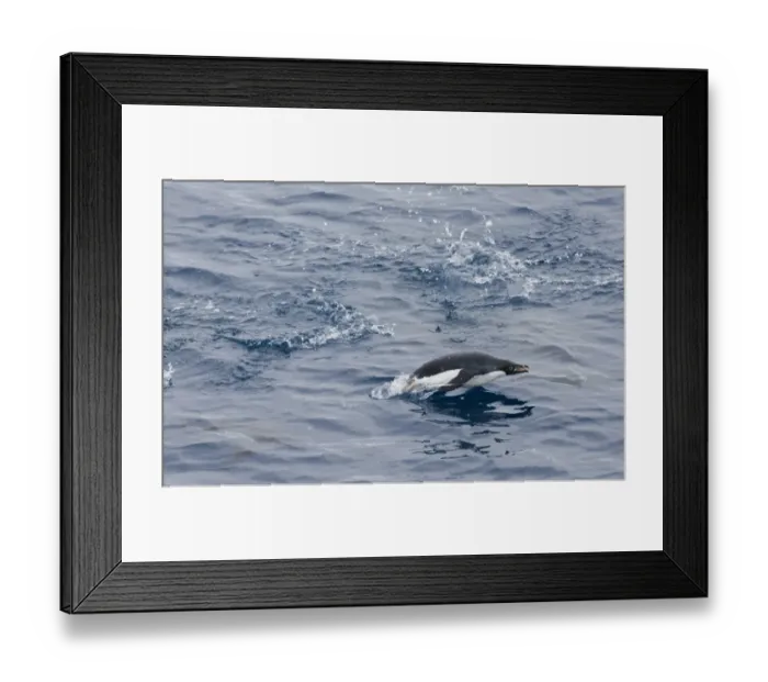 Framed Print : Adelie Penguin (Pygpscelis adeliae) adult, porpoising, leaping from water, Weddell Sea, Antarctica, november Framed Print : Adelie Penguin (Pygpscelis adeliae) adult, porpoising, leaping from water, Weddell Sea, Antarctica, november
