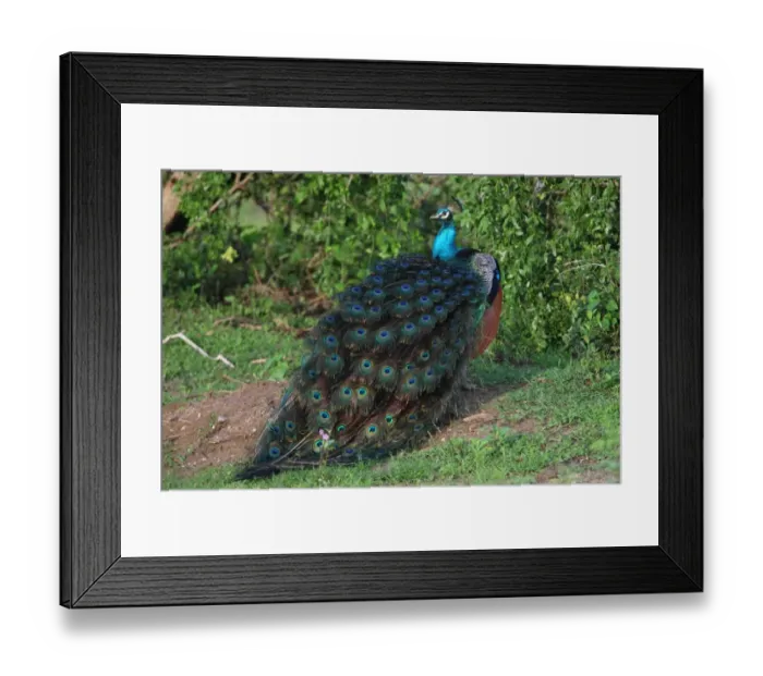 Framed Print : Indian Peafowl (Pavo cristatus) adult male, standing, Bundala N. P. Sri Lanka, december Framed Print : Indian Peafowl (Pavo cristatus) adult male, standing, Bundala N. P. Sri Lanka, december