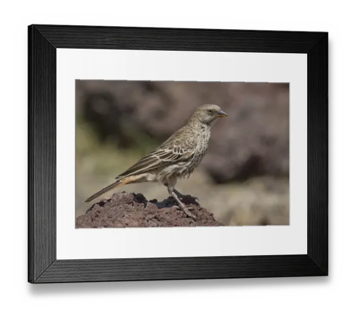 Framed Print : Rufous-tailed Weaver (Histurgops ruficauda) adult, perched on rock, Ngorongoro Crater, Tanzania, november Framed Print : Rufous-tailed Weaver (Histurgops ruficauda) adult, perched on rock, Ngorongoro Crater, Tanzania, november