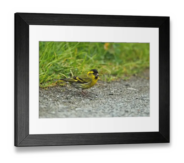 Framed Print : Eurasian Siskin (Carduelis spinus) adult male, standing on ground, Wood of Cree RSPB Reserve, Dumfries and Galloway, Scotland, may Framed Print : Eurasian Siskin (Carduelis spinus) adult male, standing on ground, Wood of Cree RSPB Reserve, Dumfries and Galloway, Scotland, may