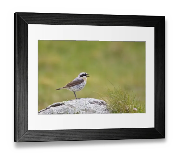Framed Print : Northern Wheatear (Oenanthe oenanthe) adult male, calling, perched on rock, Shetland Islands, Scotland, june Framed Print : Northern Wheatear (Oenanthe oenanthe) adult male, calling, perched on rock, Shetland Islands, Scotland, june