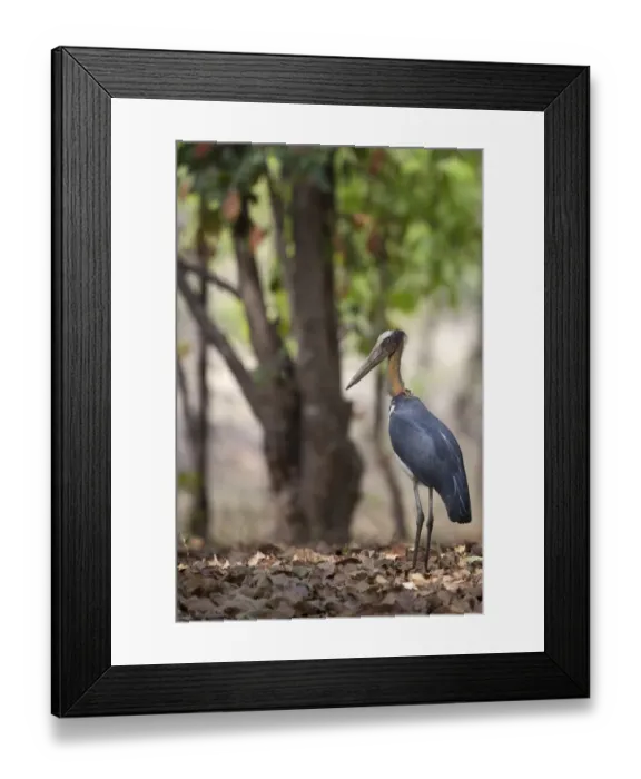 Framed Print : Lesser Adjutant (Leptoptilos javanicus) adult, standing in forest, Bandhavgarh N. P. Madhya Pradesh, India Framed Print : Lesser Adjutant (Leptoptilos javanicus) adult, standing in forest, Bandhavgarh N. P. Madhya Pradesh, India