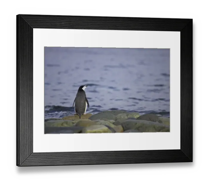 Framed Print : Chinstrap Penguin (Pygoscelis antarctica) adult, standing on rocky shoreline, Ronge Island, Antarctic Peninsula, Antarctica Framed Print : Chinstrap Penguin (Pygoscelis antarctica) adult, standing on rocky shoreline, Ronge Island, Antarctic Peninsula, Antarctica