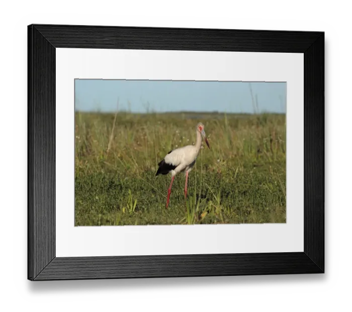 Framed Print : Maguari Stork (Ciconia maguari) adult, standing in wetland, Ibera Marshes, Corrientes, Argentina, november Framed Print : Maguari Stork (Ciconia maguari) adult, standing in wetland, Ibera Marshes, Corrientes, Argentina, november