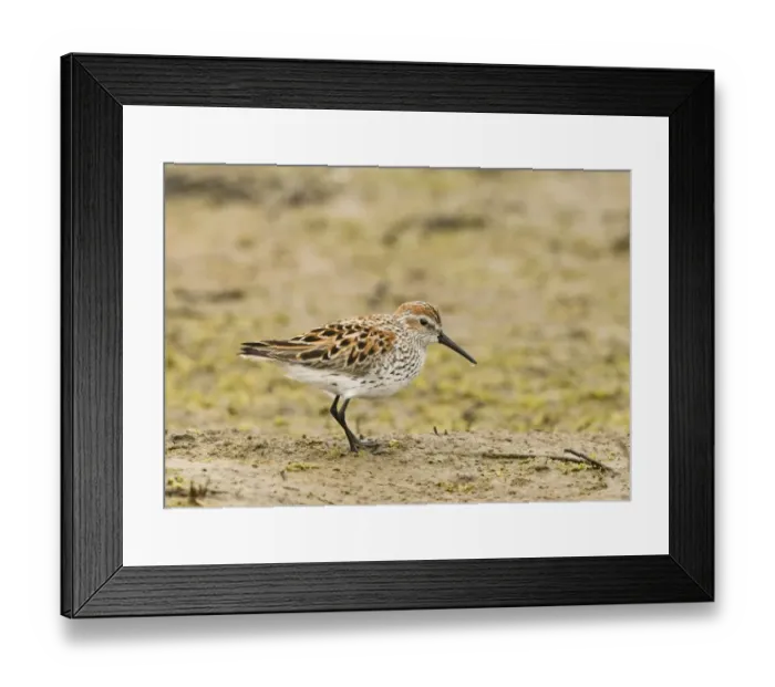 Framed Print : Western Sandpiper (Calidris mauri) adult, summer plumage, standing on mud, San Diego, California, U. S. A. april Framed Print : Western Sandpiper (Calidris mauri) adult, summer plumage, standing on mud, San Diego, California, U. S. A. april