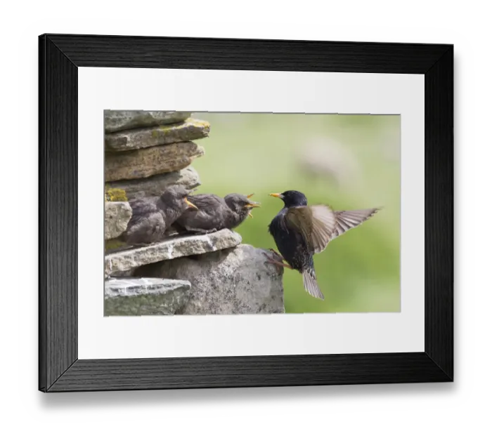 Framed Print : Common Starling (Sturnus vulgaris) adult feeding young, outside nest in drystone wall, Shetland Islands, Scotland, june Framed Print : Common Starling (Sturnus vulgaris) adult feeding young, outside nest in drystone wall, Shetland Islands, Scotland, june