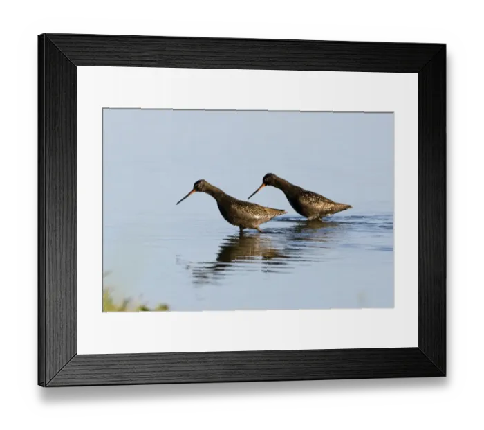 Framed Print : Spotted Redshank (Tringa erythropus) two adults, summer plumage, wading in water, Titchwell, Norfolk, England, july Framed Print : Spotted Redshank (Tringa erythropus) two adults, summer plumage, wading in water, Titchwell, Norfolk, England, july