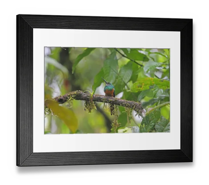Framed Print : Rufous-tailed Jacamar (Galbula ruficauda) adult male, perched on branch, Costa Rica, february Framed Print : Rufous-tailed Jacamar (Galbula ruficauda) adult male, perched on branch, Costa Rica, february