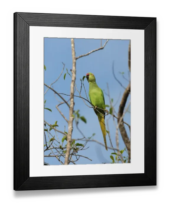 Framed Print : Rose-ringed Parakeet (Psittacula krameri) adult female, feeding on leaf in tree, Sri Lanka, december Framed Print : Rose-ringed Parakeet (Psittacula krameri) adult female, feeding on leaf in tree, Sri Lanka, december