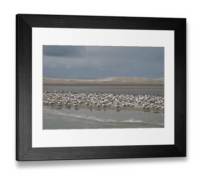 Framed Print : Elegant Tern (Thalasseus elegans) flock, breeding plumage, standing on sandbank in lagoon habitat, Laguna Ojo de Liebre (Scammon's Lagoon), Parque Natural de la Ballena Gris, Guerrero Negro, Baja California Sur, Mexico, february Framed Print : Elegant Tern (Thalasseus elegans) flock, breeding plumage, standing on sandbank in lagoon habitat, Laguna Ojo de Liebre (Scammon's Lagoon), Parque Natural de la Ballena Gris, Guerrero Negro, Baja California Sur, Mexico, february