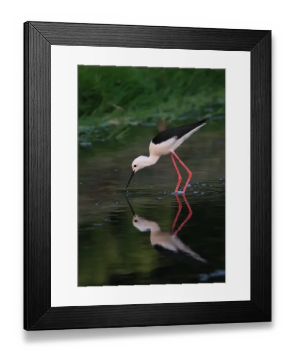 Framed Print : Black-winged Stilt (Himantopus himantopus) adult male, feeding in shallow pool, Thailand, february Framed Print : Black-winged Stilt (Himantopus himantopus) adult male, feeding in shallow pool, Thailand, february