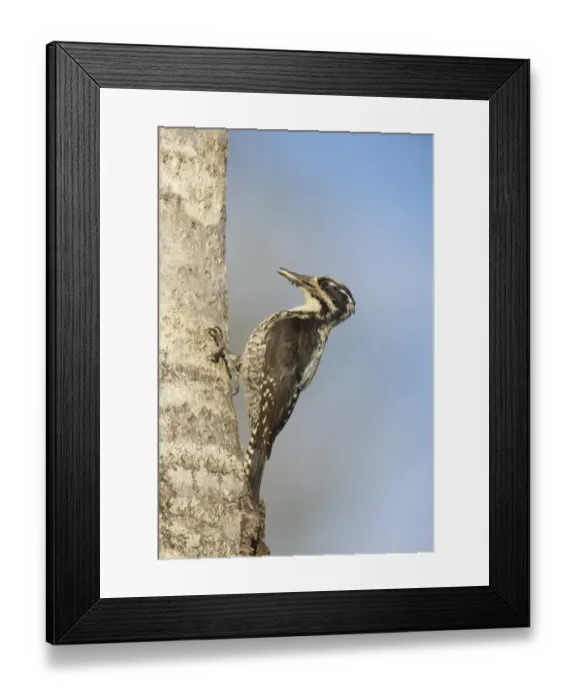 Framed Print : Three-toed Woodpecker (Picoides tridactylus) adult male, with food in beak, at nesthole in tree trunk, Oulu Region, Finland Framed Print : Three-toed Woodpecker (Picoides tridactylus) adult male, with food in beak, at nesthole in tree trunk, Oulu Region, Finland