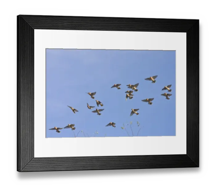 Framed Print : Bohemian Waxwing (Bombycilla garrulus) flock, in flight, Norfolk, England, november Framed Print : Bohemian Waxwing (Bombycilla garrulus) flock, in flight, Norfolk, England, november