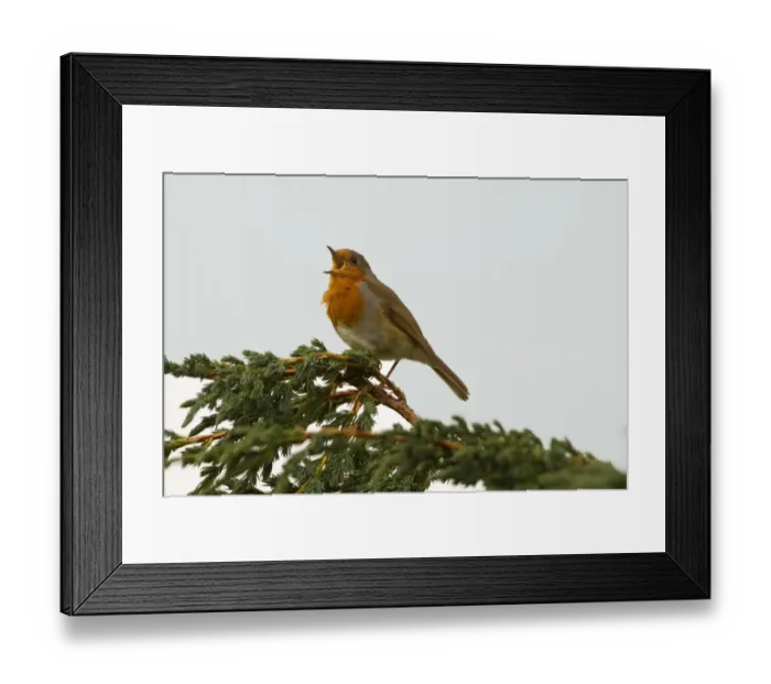 Framed Print : European Robin (Erithacus rubecula) adult male, singing, perched at top of juniper tree, England, october Framed Print : European Robin (Erithacus rubecula) adult male, singing, perched at top of juniper tree, England, october