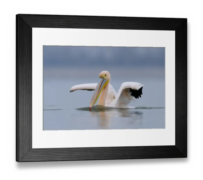 Framed Print : Great White Pelican (Pelecanus onocrotalus) adult, in breeding plumage, swimming, Lake Kerkini, Macedonia, Greece Framed Print : Great White Pelican (Pelecanus onocrotalus) adult, in breeding plumage, swimming, Lake Kerkini, Macedonia, Greece