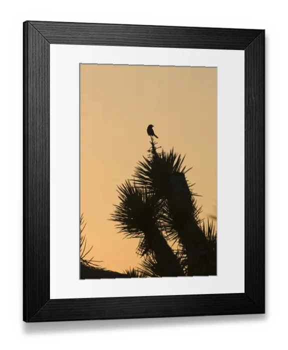 Framed Print : Loggerhead Shrike (Lanius ludovicianus) adult, perched on Joshua Tree (Yucca brevifolia), silhouetted at sunset, Joshua Tree N. P. California, U. S. A. april Framed Print : Loggerhead Shrike (Lanius ludovicianus) adult, perched on Joshua Tree (Yucca brevifolia), silhouetted at sunset, Joshua Tree N. P. California, U. S. A. april
