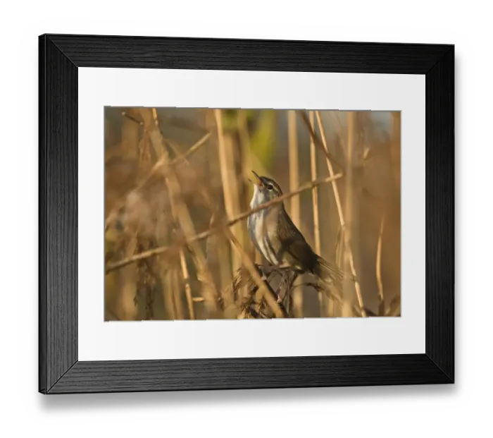 Framed Print : Cetti's Warbler (Cettia cetti) adult, singing, perched on reed stem in reedbed, Norfolk, England, april Framed Print : Cetti's Warbler (Cettia cetti) adult, singing, perched on reed stem in reedbed, Norfolk, England, april