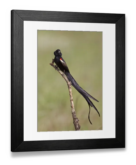 Framed Print : Long-tailed Widowbird (Euplectes progne) adult male, displaying, perched on branch, Rietvlei, Pretoria, South Africa Framed Print : Long-tailed Widowbird (Euplectes progne) adult male, displaying, perched on branch, Rietvlei, Pretoria, South Africa