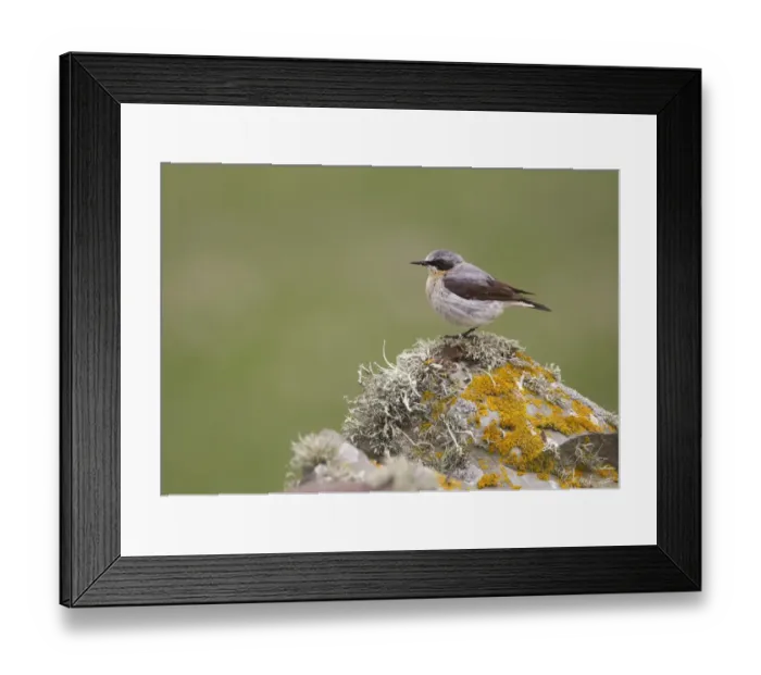 Framed Print : Northern Wheatear (Oenanthe oenanthe) adult male, perched on lichen covered drystone wall, Shetland Islands, Scotland, june Framed Print : Northern Wheatear (Oenanthe oenanthe) adult male, perched on lichen covered drystone wall, Shetland Islands, Scotland, june