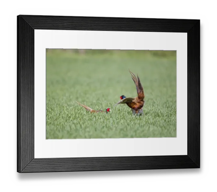 Framed Print : Common Pheasant (Phasianus colchicus) two adult males, fighting in field, Suffolk, England, april Framed Print : Common Pheasant (Phasianus colchicus) two adult males, fighting in field, Suffolk, England, april