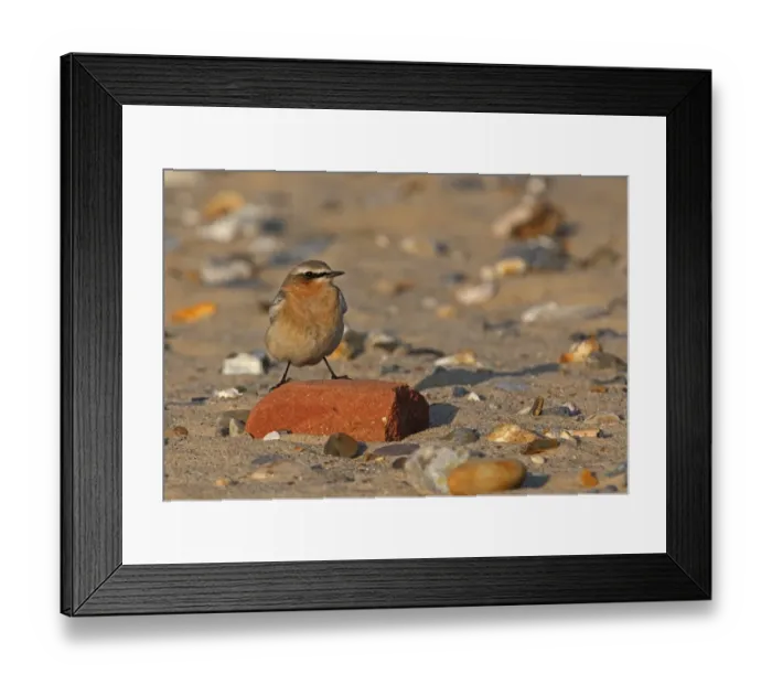 Framed Print : Northern Wheatear (Oenanthe oenanthe) adult, migrant, perched on brick on beach, Norfolk, England, october Framed Print : Northern Wheatear (Oenanthe oenanthe) adult, migrant, perched on brick on beach, Norfolk, England, october