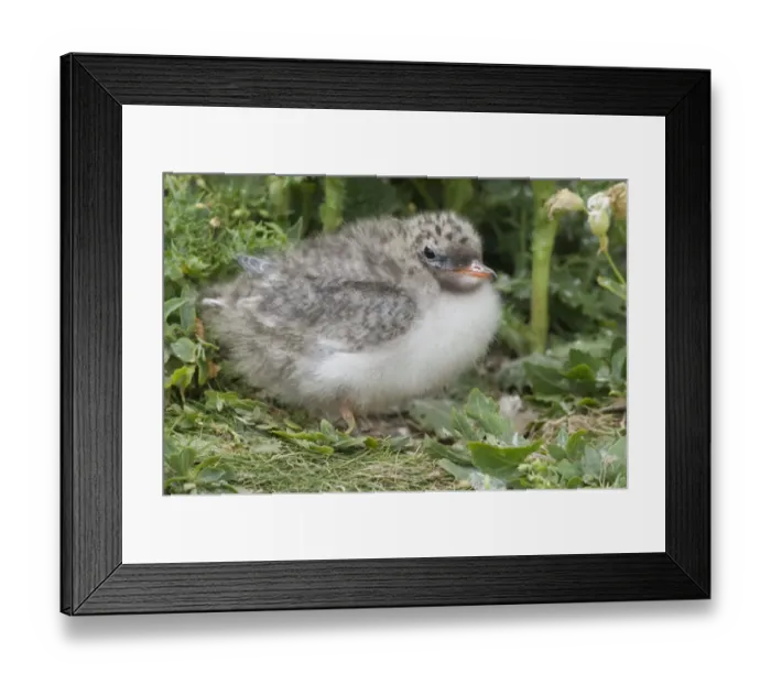 Framed Print : Arctic Tern (Sterna paradisea) chick, Inner Farne, Farne Islands, Northumberland, England, summer Framed Print : Arctic Tern (Sterna paradisea) chick, Inner Farne, Farne Islands, Northumberland, England, summer