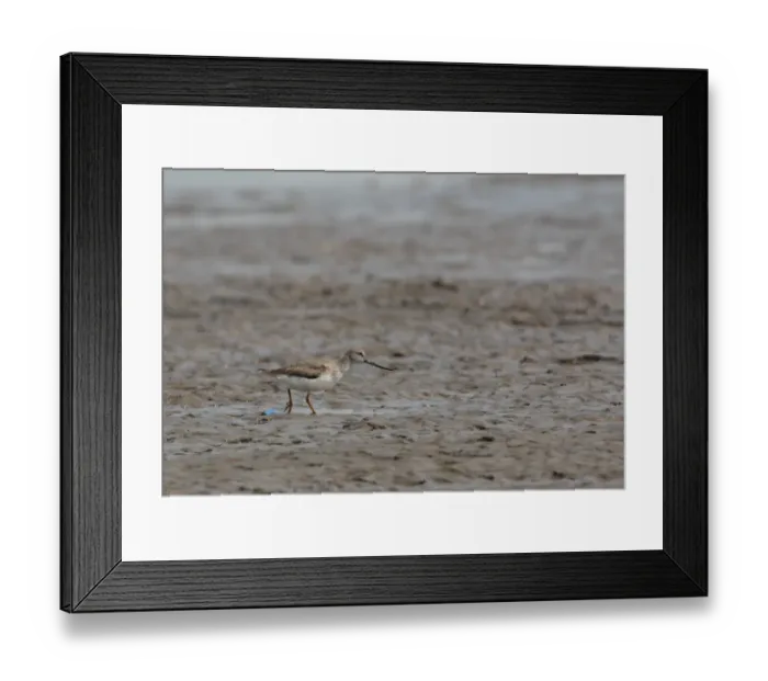 Framed Print : Terek Sandpiper (Xenus cinereus) adult, walking on mudflats, Hebei, China, may Framed Print : Terek Sandpiper (Xenus cinereus) adult, walking on mudflats, Hebei, China, may