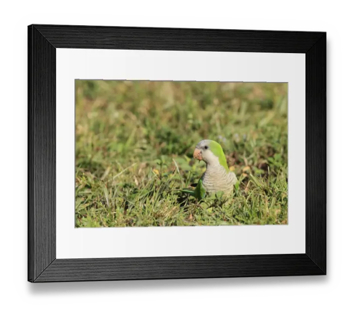 Framed Print : Monk Parakeet (Myiopsitta monachus) introduced species, adult, feeding on seeds, foraging on ground, Florida, U. S. A
